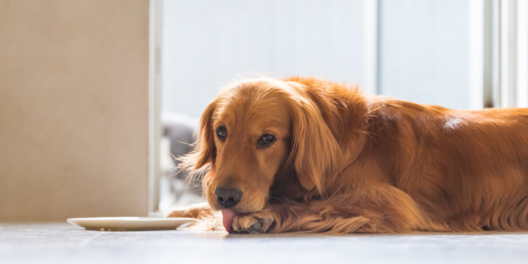 Granulome Acral Lick chez les chiens