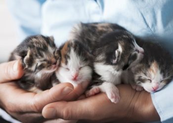 Guide des soins essentiels pour la promotion des chatons