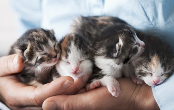 Guide des soins essentiels pour la promotion des chatons