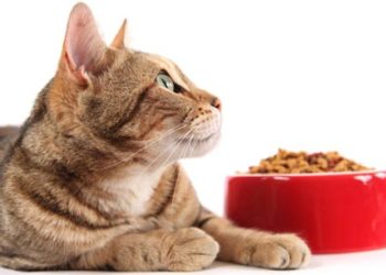 Impacts environnementaux sur la nutrition de votre chat
