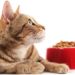 Impacts environnementaux sur la nutrition de votre chat