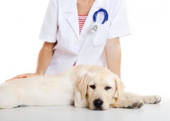 Le ballonnement chez les chiens est la torsion de l’estomac qui provoque l’air emprisonné.