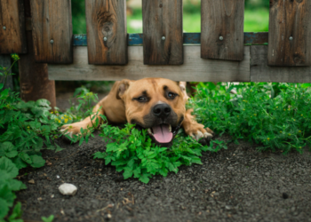 Le dresseur de chiens: laisser votre chien seul à la maison