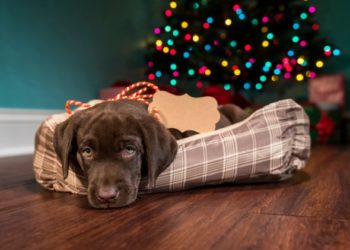 Les animaux de Noël sont-ils une bonne idée?