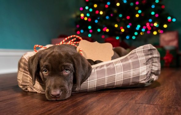 Les animaux de Noël sont-ils une bonne idée?