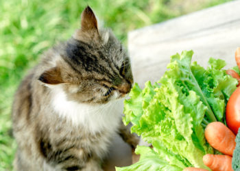 Les carottes améliorent-elles vraiment la vision pour vous, votre chat?
