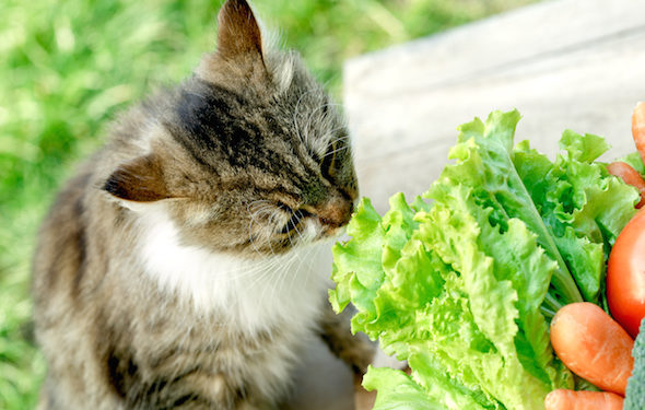 Les carottes améliorent-elles vraiment la vision pour vous, votre chat?