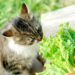 Les carottes améliorent-elles vraiment la vision pour vous, votre chat?