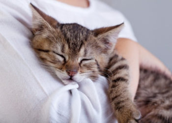 Les chats aiment-ils être étreints?