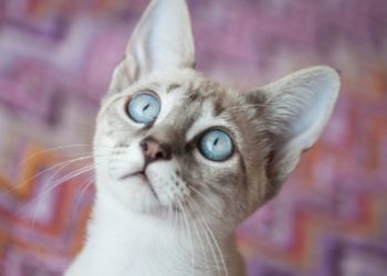 Les chats clignotent-ils?  |  Animauxinfo