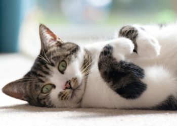 Les chats connaissent-ils leurs noms?