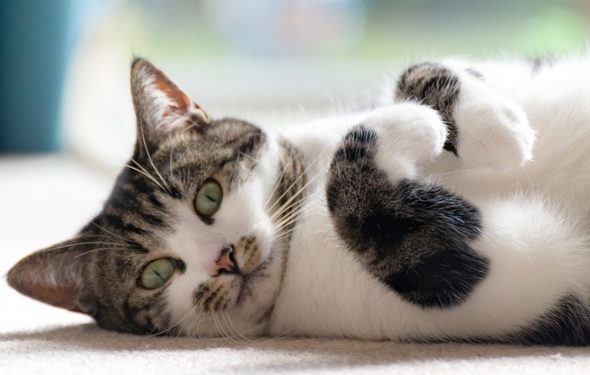 Les chats connaissent-ils leurs noms?