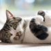 Les chats connaissent-ils leurs noms?
