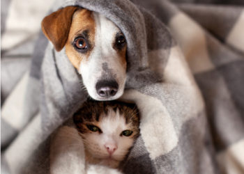 Les couvertures d’anxiété sont-elles sans danger pour les animaux?