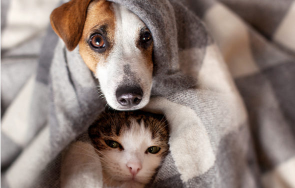 Les couvertures d’anxiété sont-elles sans danger pour les animaux?