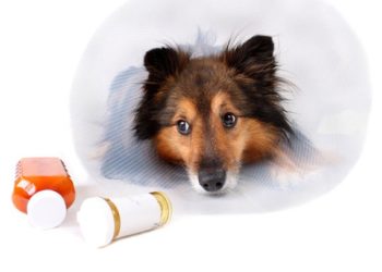 Les médicaments en vente libre sont-ils sans danger pour mon chien?