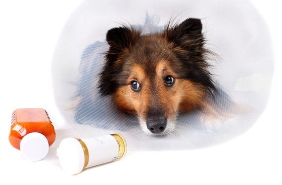 Les médicaments en vente libre sont-ils sans danger pour mon chien?