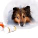 Les médicaments en vente libre sont-ils sans danger pour mon chien?