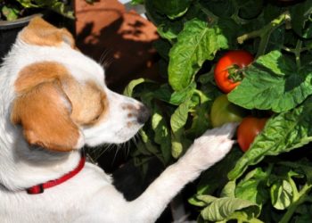 Les tomates sont-elles toxiques pour les chiens?