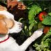 Les tomates sont-elles toxiques pour les chiens?