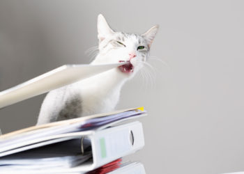 Mâcher destructif chez les chats: comment l’arrêter