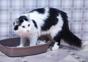 Maladie des voies urinaires félines: ce que vous devez savoir