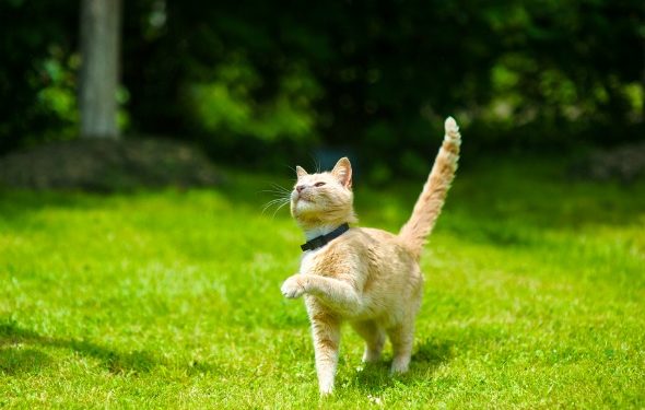 Mon chat a-t-il des tiques?