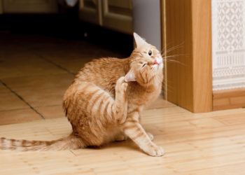 Mon chat d’intérieur a-t-il encore besoin d’une protection contre les tiques?