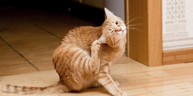 Mon chat d’intérieur a-t-il encore besoin d’une protection contre les tiques?