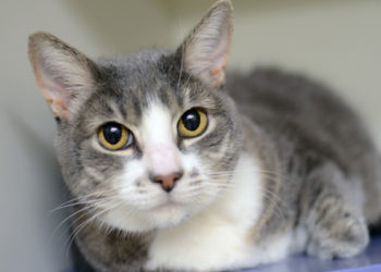 Mon chat senior me déteste-t-il?