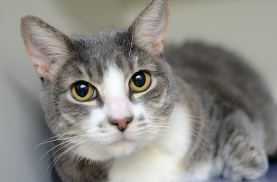 Mon chat senior me déteste-t-il?