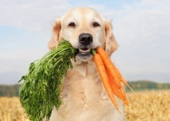 Nourriture végétarienne pour chien, devons-nous nourrir nos chiens avec un régime sans viande?