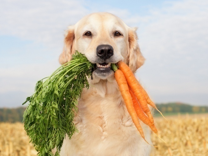 Nourriture végétarienne pour chien