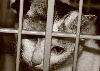 Plus d’organismes de bienfaisance se mobilisent pour aider les propriétaires d’animaux en situation de crise