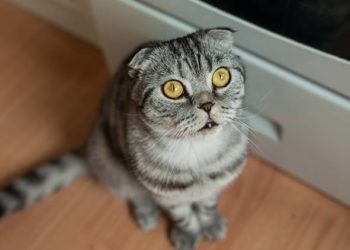 Pourquoi les chats pulvérisent et comment l’arrêter |  Pourquoi les chattes pulvérisent-elles?