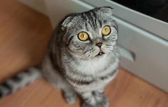 Pourquoi les chats pulvérisent et comment l’arrêter | Pourquoi les chattes pulvérisent-elles?