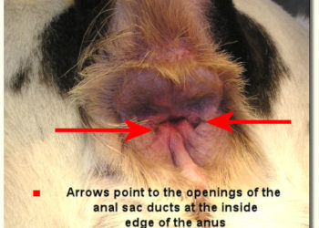 Problèmes de glande anale chez les chiens (et les chats)