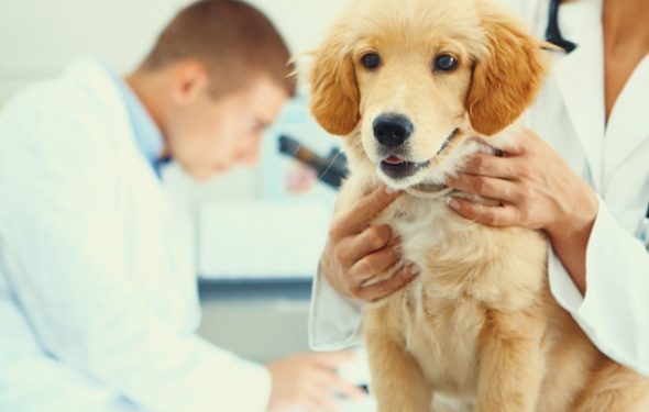 Progrès dans la thérapie des tumeurs mammaires chez le chien