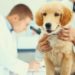 Progrès dans la thérapie des tumeurs mammaires chez le chien