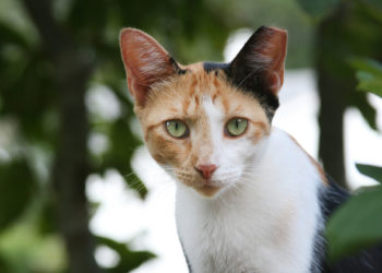 Puces, tiques et chats sauvages: que fait-on?