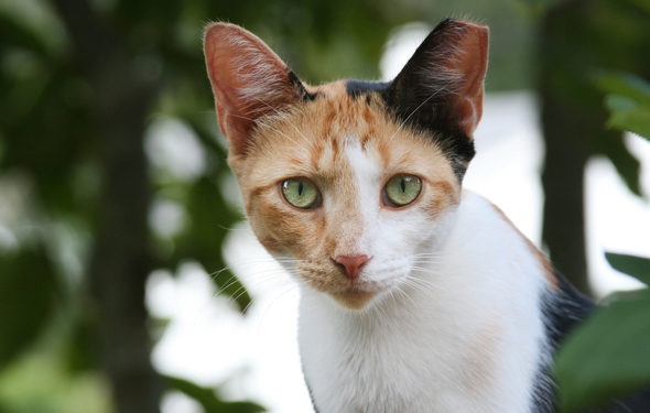 Puces, tiques et chats sauvages: que fait-on?