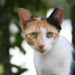 Puces, tiques et chats sauvages: que fait-on?