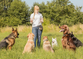 Renforcement positif pour les chiens – Dresser les chiens de la bonne manière