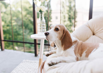 Sécurité des balcons et animaux de compagnie: comment éviter les risques en hauteur