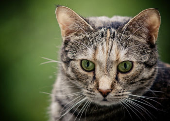 Soins des oreilles de votre chat