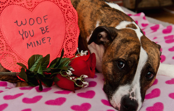 Soyez gentil, Valentine |  Animauxinfo