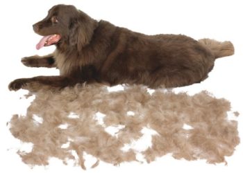 Toilettage de chien à faire soi-même en utilisant les meilleurs outils pour un travail parfait.