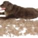 Toilettage de chien à faire soi-même en utilisant les meilleurs outils pour un travail parfait.