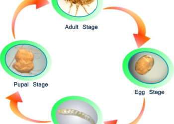 Traitement contre les puces pour chiens et les meilleurs produits à utiliser.