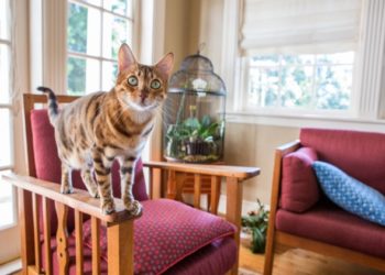 Vaccinations essentielles des chats |  Animauxinfo